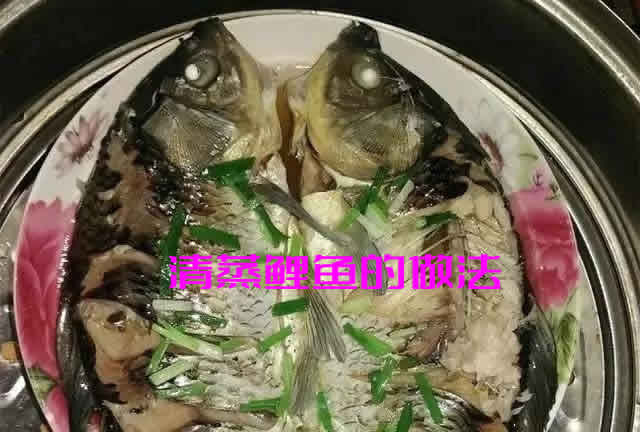 鲤鱼怎么做好吃之清蒸鲤鱼的做法介绍 鲤鱼怎么做好吃之清蒸鲤鱼的做法介绍