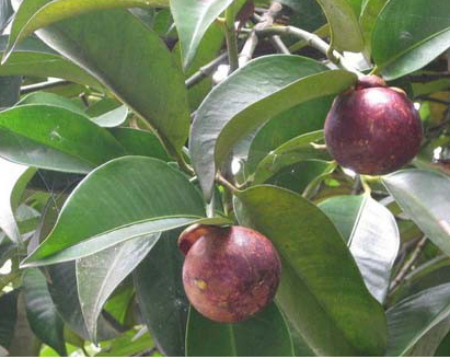 介绍宝宝可以吃山竹吗 介绍宝宝可以吃山竹吗