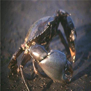 【锯缘青蟹的介绍】锯缘青蟹做法