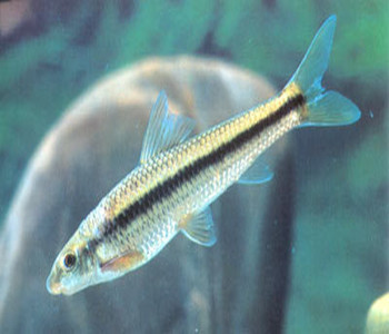 龙鳕鱼的做法，龙鳕鱼是什么