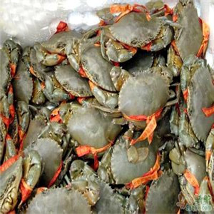 【锯缘青蟹的介绍】锯缘青蟹做法