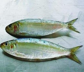 龙鳕鱼的做法，龙鳕鱼是什么