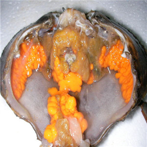 【锯缘青蟹的介绍】锯缘青蟹做法