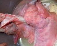 推荐几款对抗雾霾天的日常饮食 对抗雾霾天气有妙招 罗汉果杏仁猪肺汤的做法图解4