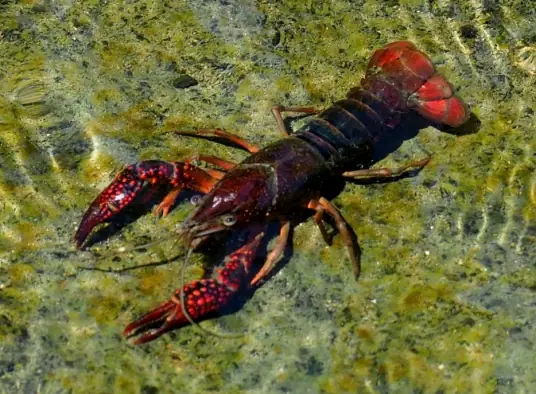 小龙虾怎么洗最简单又干净 小龙虾怎么洗最简单又干净