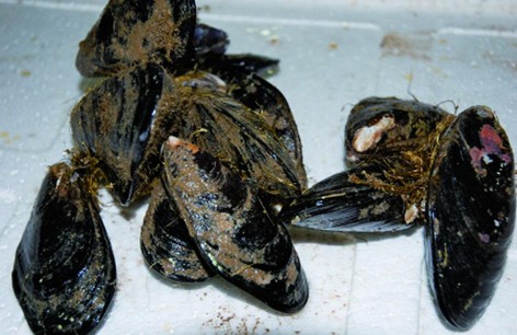 大家知道淡菜的涨发与保存方法吗？