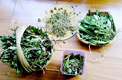 蒲公英茶的功效与作用