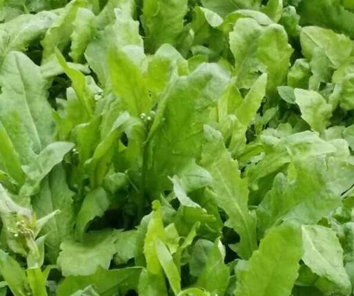 荠菜大家熟悉吗?跟大家分享荠菜的功效及其禁忌