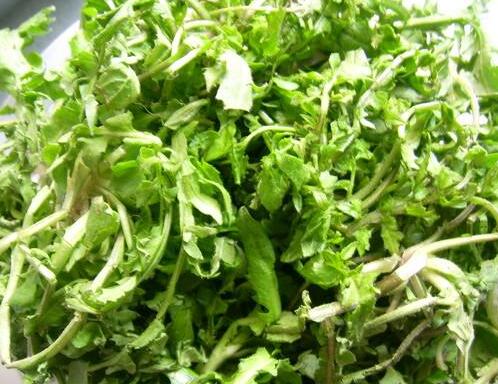 荠菜大家熟悉吗?跟大家分享荠菜的功效及其禁忌