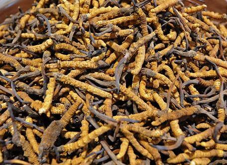 1岁宝宝可以吃虫草吗 那些人适合吃虫草_1岁宝宝可以吃榴莲吗