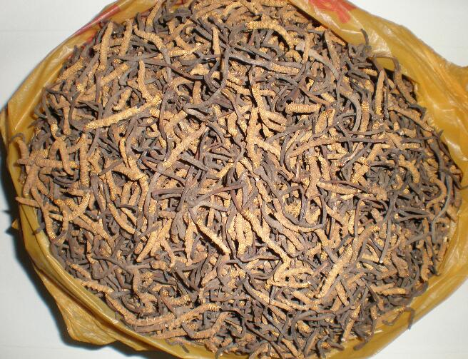1岁宝宝可以吃虫草吗 那些人适合吃虫草