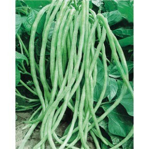 【长豇豆的做法大全】长豇豆的选购_长豇豆煮食注意事项_长豇豆图片