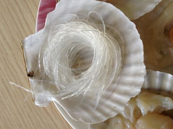 蒜蓉粉丝蒸元贝的做法(图文)的做法步骤12