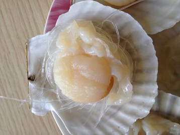 蒜蓉粉丝蒸元贝的做法(图文)的做法步骤13
