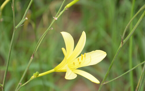 不要食用新鲜的黄花菜