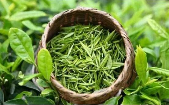 夏季喝绿茶，解暑护皮肤