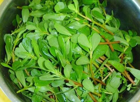 马齿苋的功效与作用——野菜中的名菜