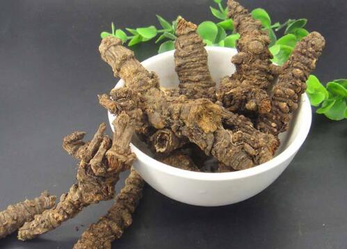 羌活的功效与作用及食用方法——解表散寒的好帮手