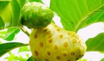 诺尼果的食用方法及诺尼果的作用和功效介绍