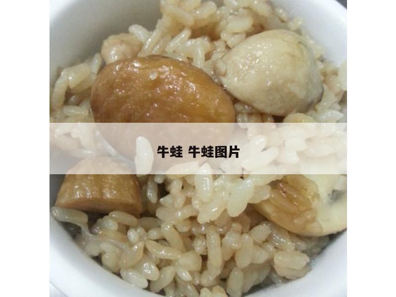牛蛙 牛蛙图片