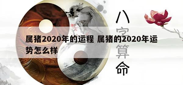 属猪2020年的运程 属猪的2020年运势怎么样
